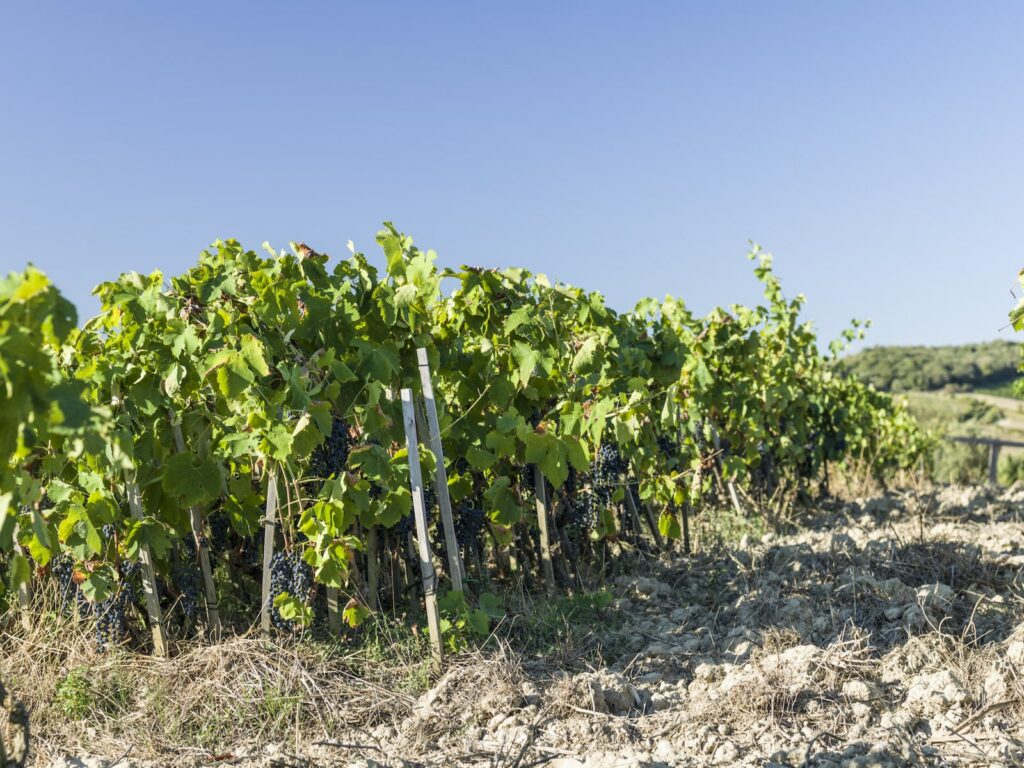 L'ispirazione di Podere Le Ripi? È tutta nel suo produttore di vino