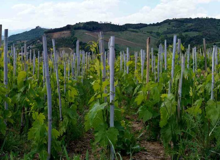 podere le ripi wineyard