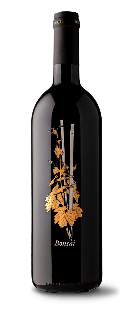 Bonsai - 2024 Podere Le Ripi