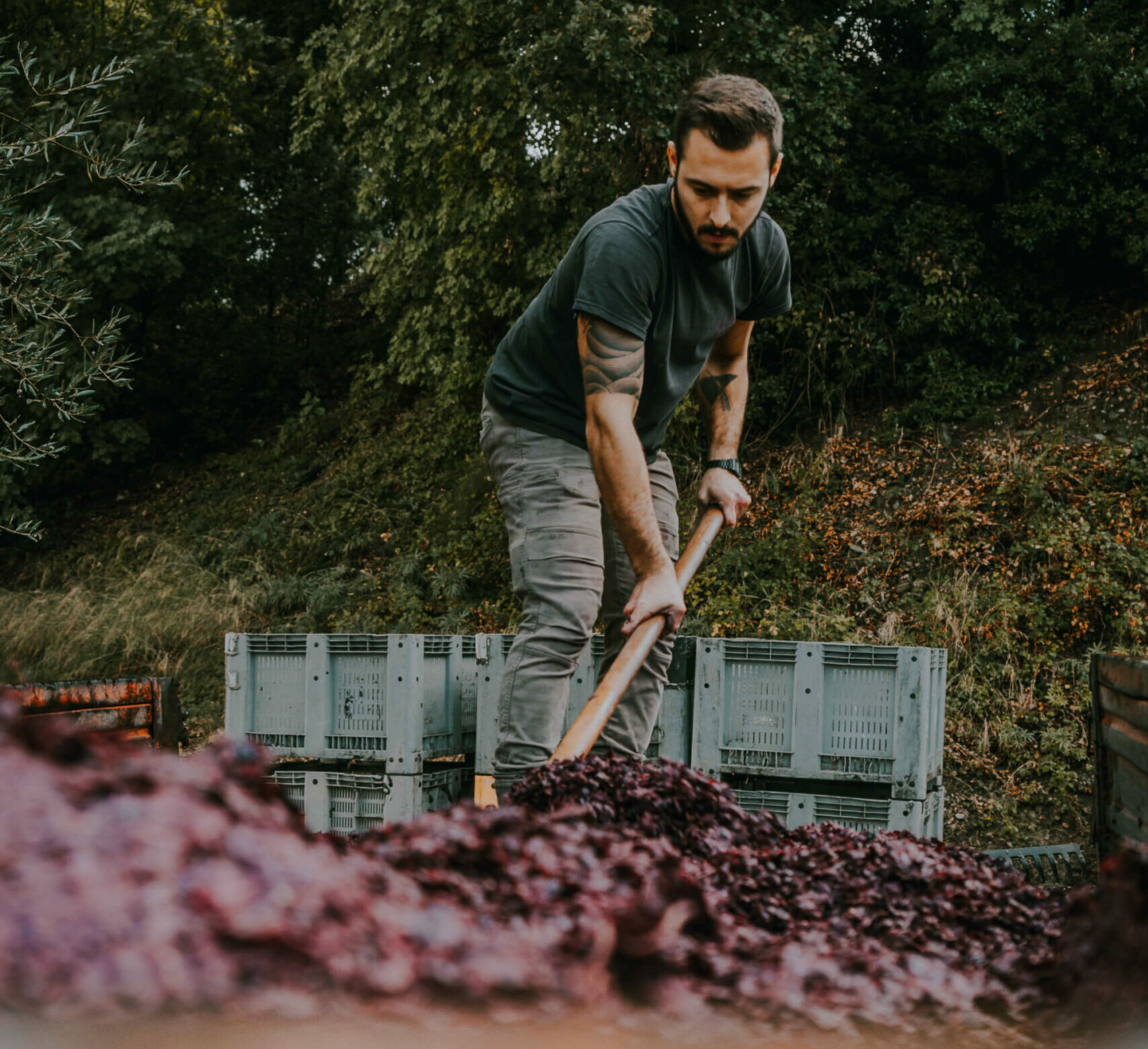 Montalcino wines fermentation at Podere Le Ripi