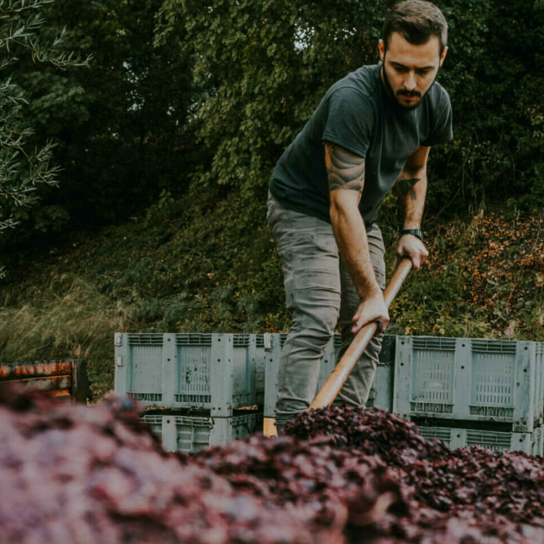 Montalcino wines fermentation at Podere Le Ripi