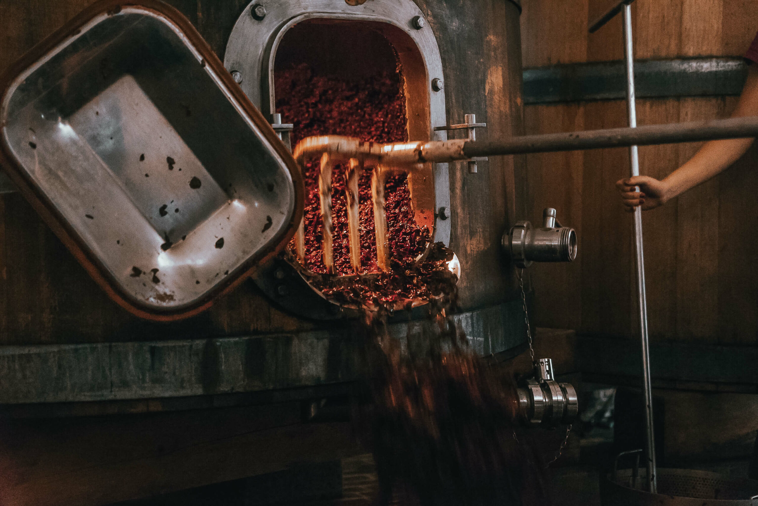 Cleaning the Barrel Montalcino harvest