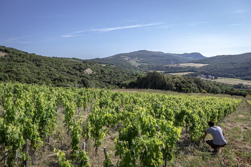 Bonsai vineyard in Montalcino