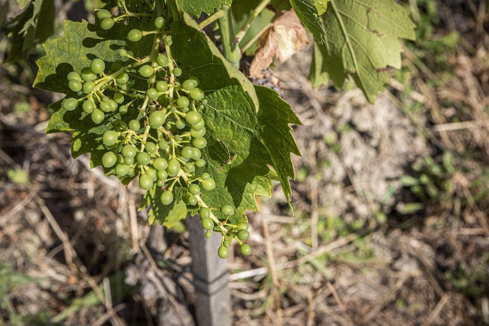 Bonsai Wine Vinification