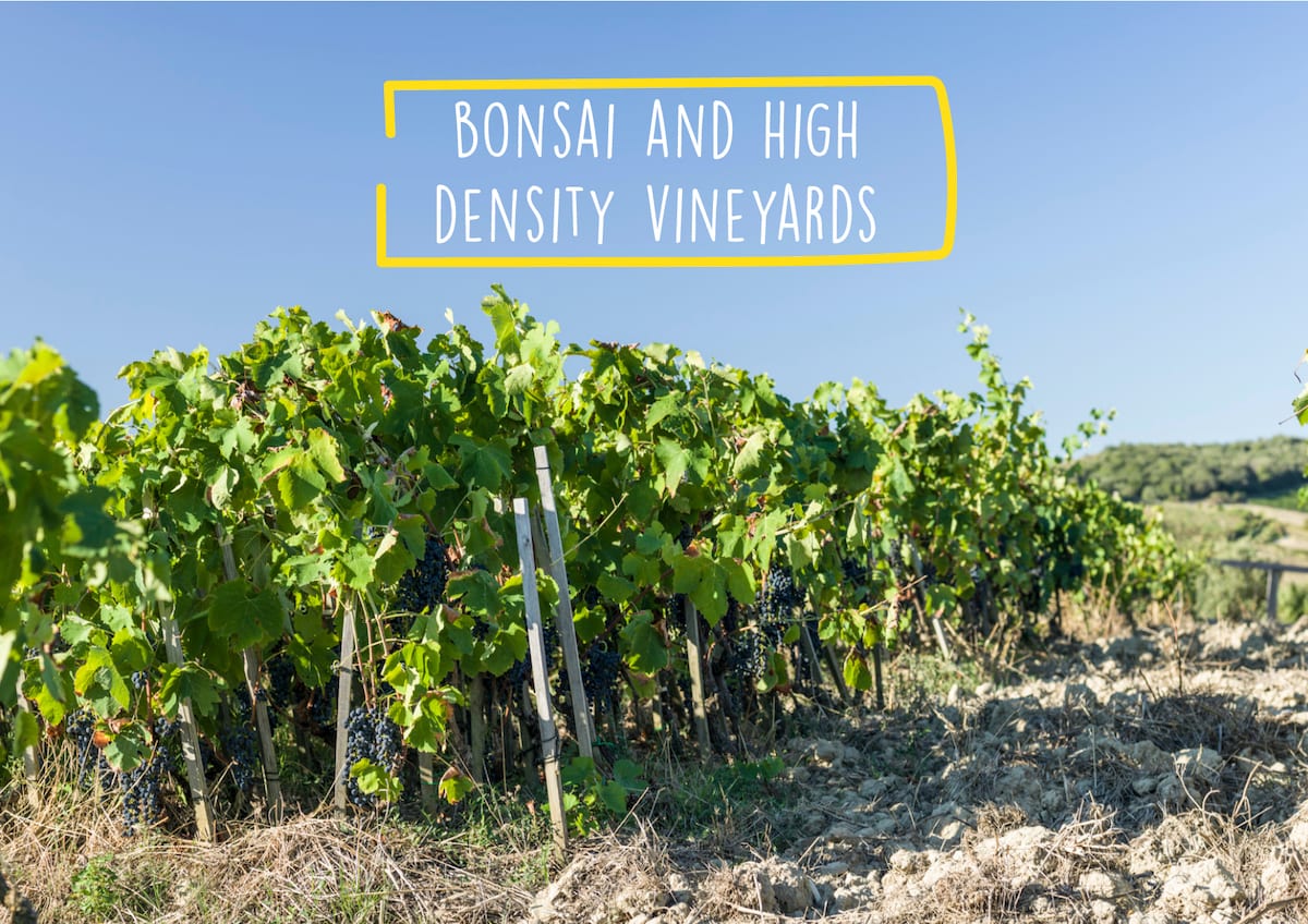 Bonsai and high density vineyards