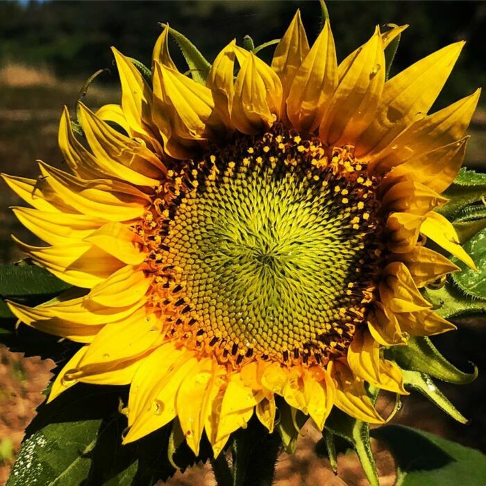 Vegetable Garden: Tuscan Garden Experience