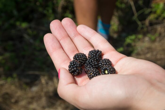 Vegetable Garden: Tuscan Garden Experience