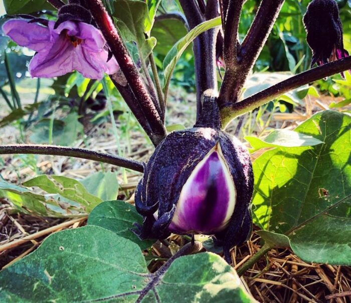 Vegetable Garden: Tuscan Garden Experience