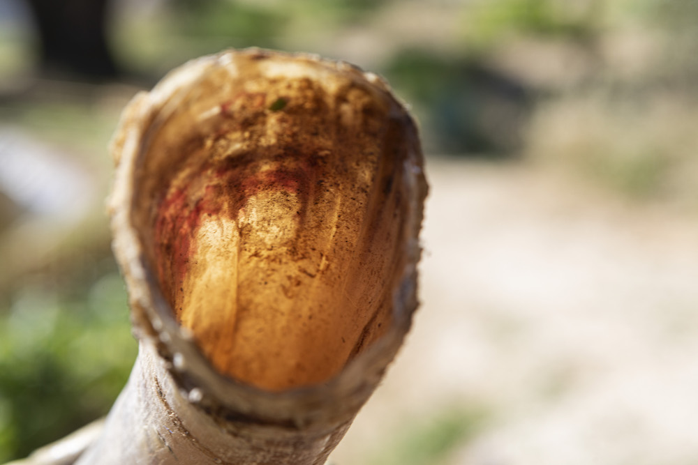 Biodynamic Winery in Montalcino