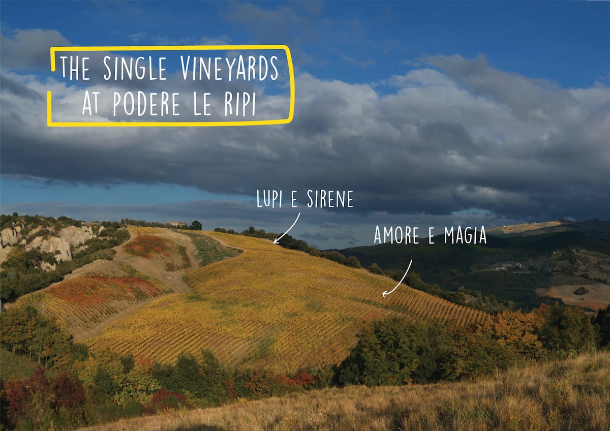 The single vineyards at Podere Le Ripi