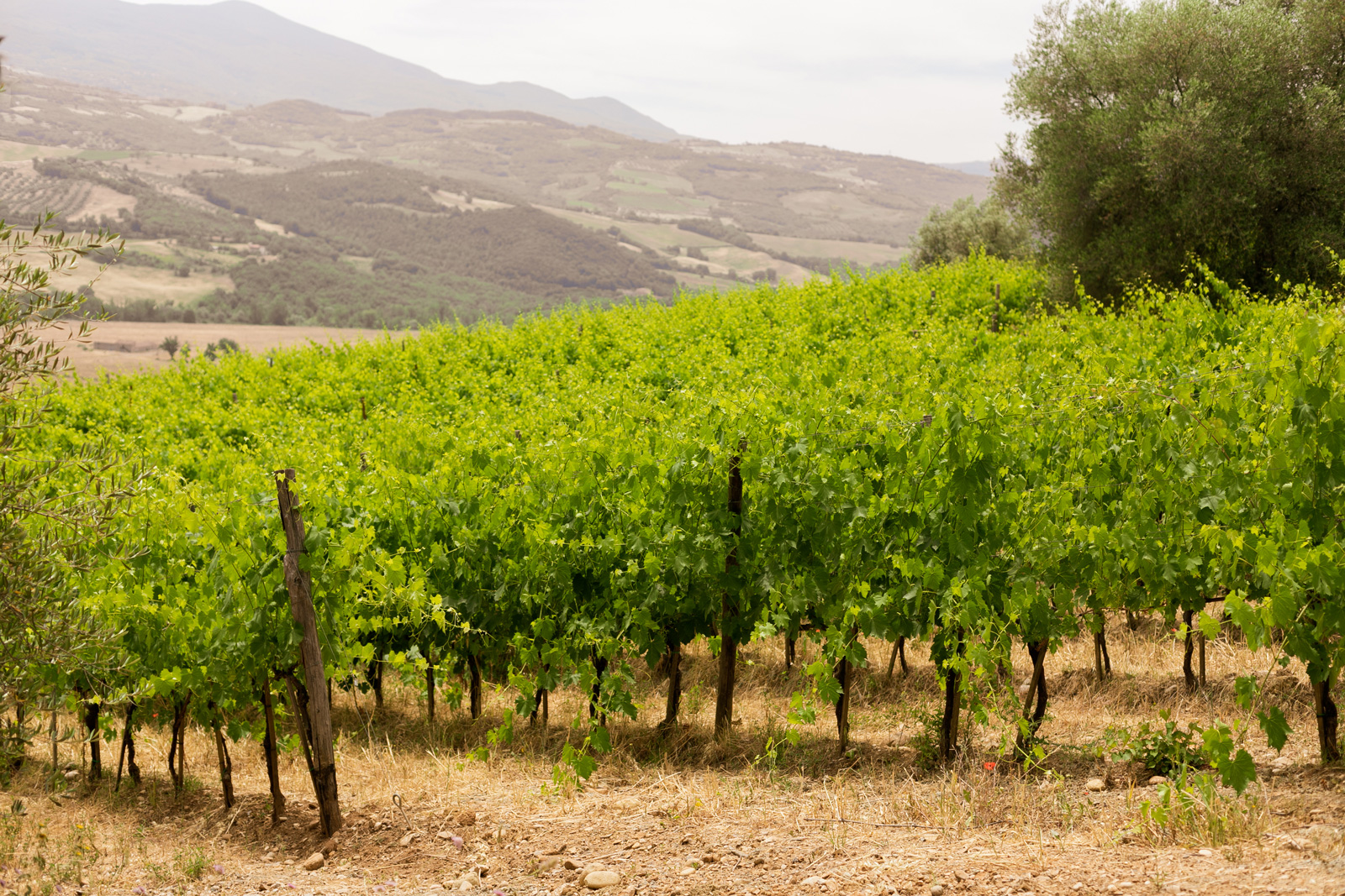 C'&egrave; aria di novit&agrave; in Toscana